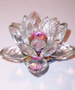 Lotus multicolorat