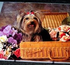Tablou Feng Shui cu zodia Caine