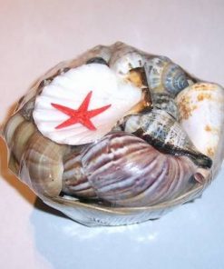Cos cu scoici - remediu Feng Shui